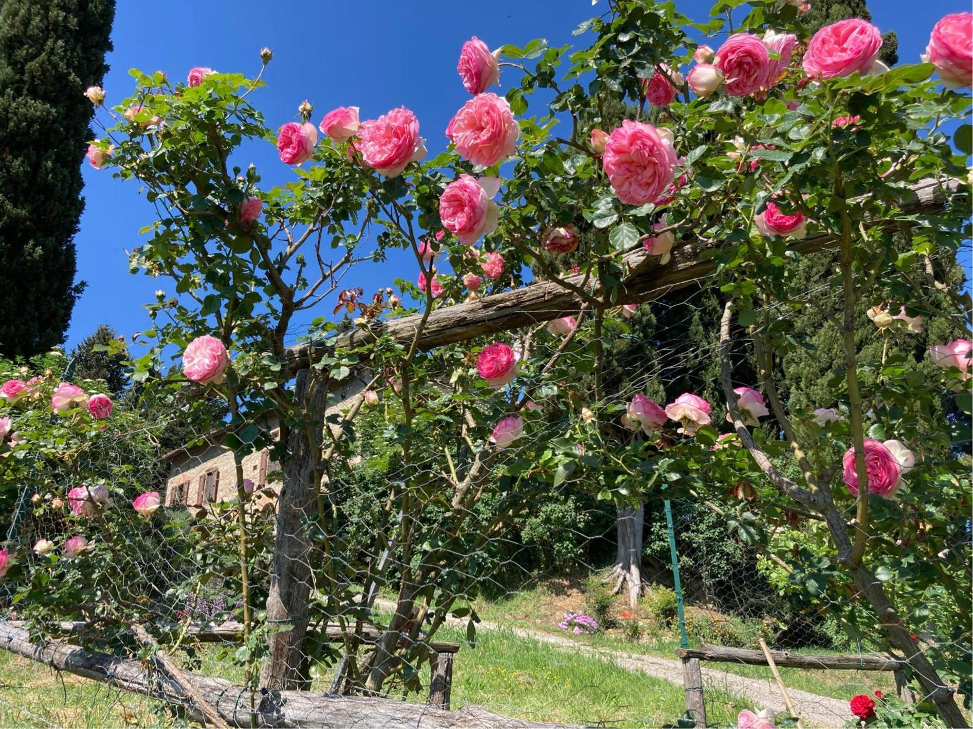 Agriturismo Il Caio Четона Екстер'єр фото